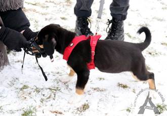 Ein Bild, das Hund, Schnee, draußen, Schlitten enthält.

Automatisch generierte Beschreibung