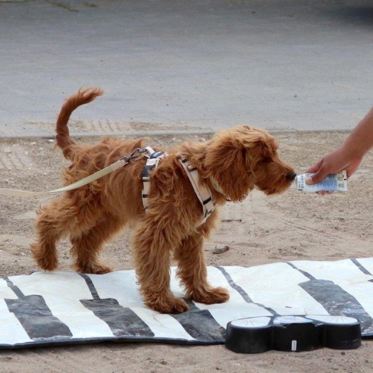 IMG_9796-001 - Kopie